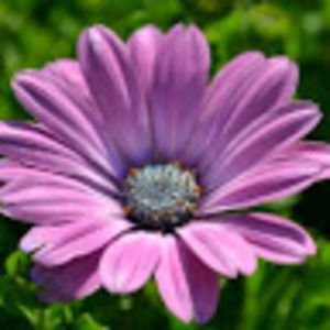 Meet your Posher, Josette